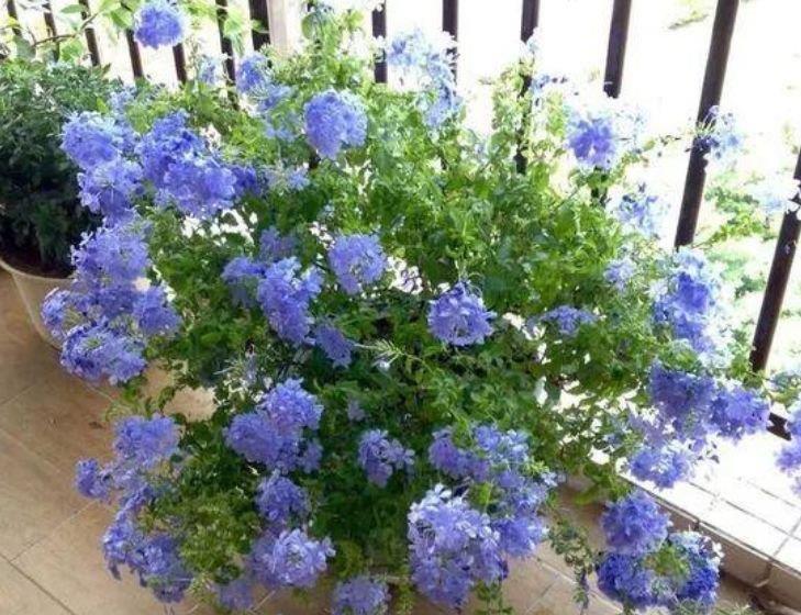 杀菌|夏天养花,不妨养这3款花,比牡丹好看,比吊兰好养