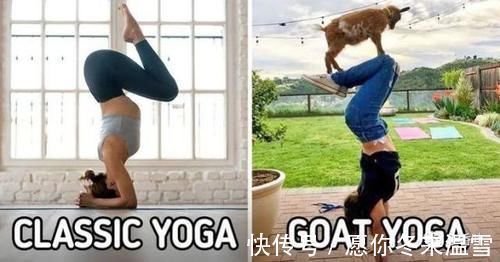 心理健康|山羊瑜伽是5件事的理由以及为什么应该尝试?