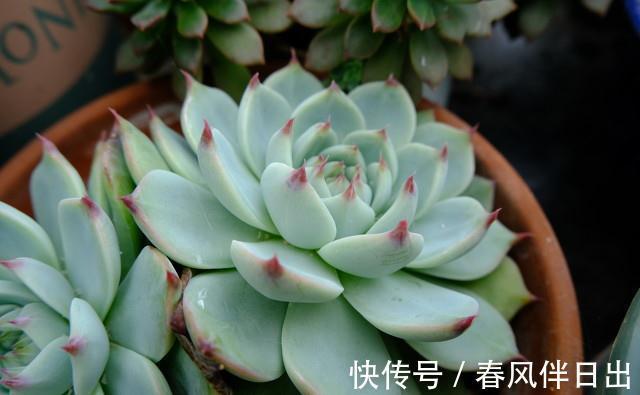多肉植物|多肉吉娃娃叶片肥厚,叶尖红润似指尖,被誉为多肉里的杨贵妃