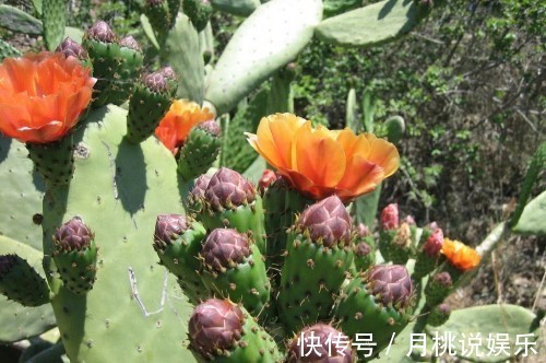 平和质|医生说女人不想老太快,多吃一种水果,滋养肌肤,还能减少皱纹