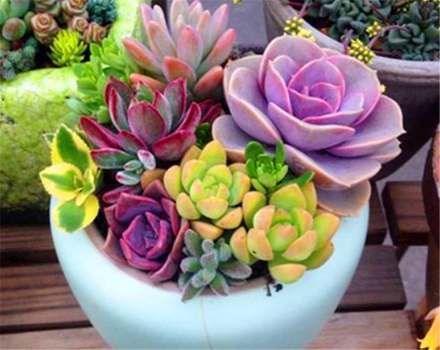 阳台养多肉专用技巧,只要5招,阳台也能养出极品多肉