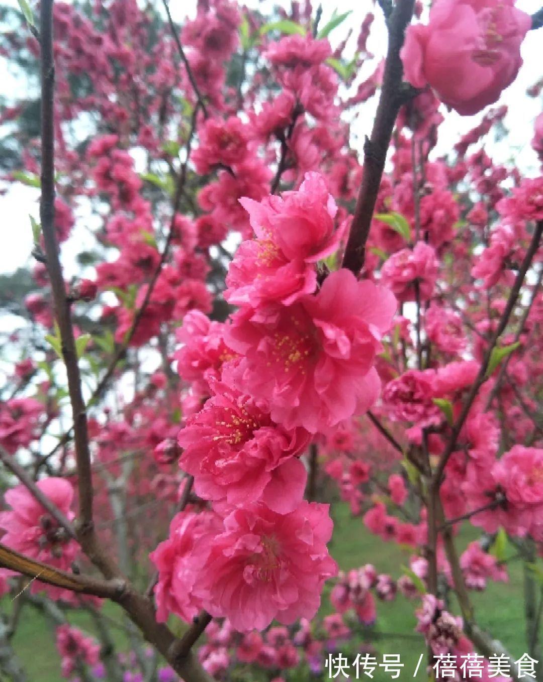 命中花|你几月出生，最旺你的“命中花”就是它，真准