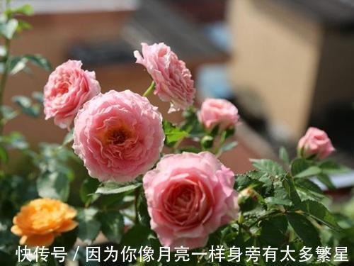 养月季花，教你一招，猛长笋芽，开花期长，每一种都很美