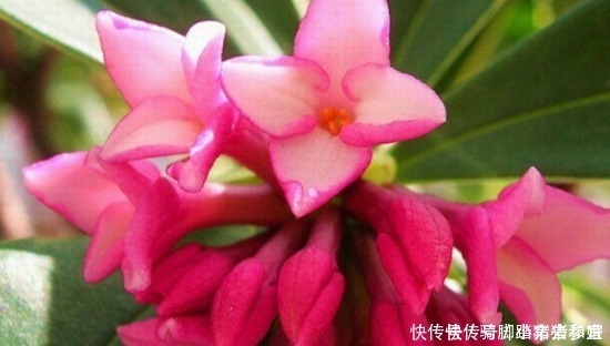 金边瑞香的养护管理事项以及它的繁殖方法！