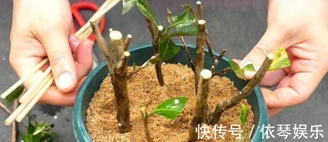 根系|扦插的5个错误操作,不是难生根,是你做错了,扦插其实很简单