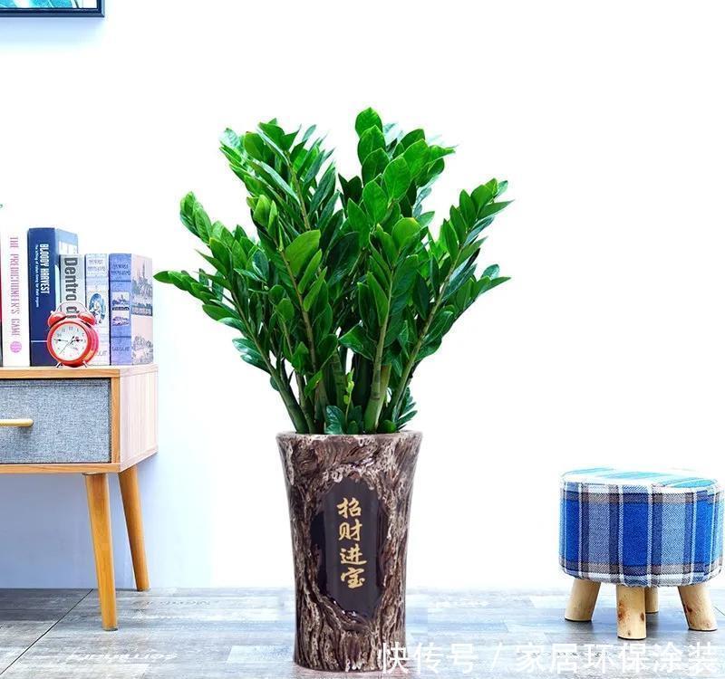 容易被水浇死的“6种花”,养不活都是由于手太勤