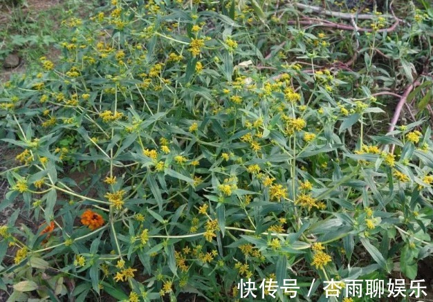 生命力|院子里长出这5种草,看到就铲除别犹豫,留下会“后患无穷”
