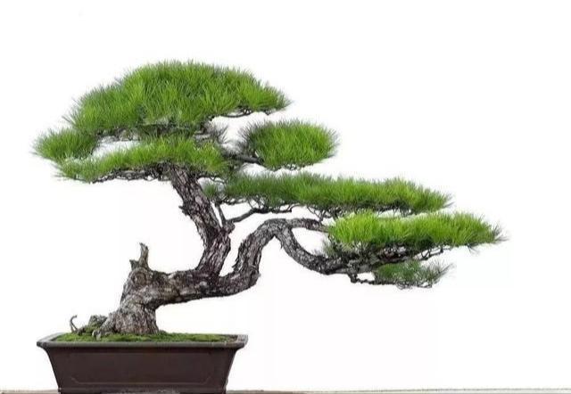 最有价值的6个树桩,做成盆景增值潜力大