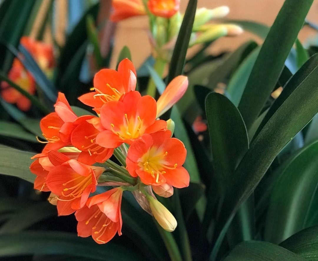 王大爷养君子兰,1年只用2种肥料,叶子翠绿开花多