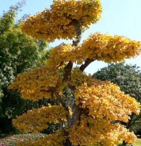 银杏树|养“银杏树”不用买,1粒“果核”埋土里,30天发芽,快速成盆景