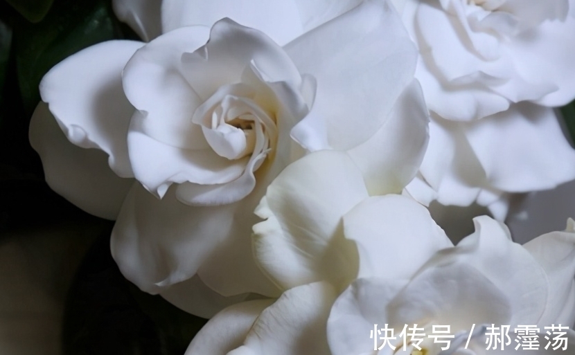 栀子花除了香，原来还有这种特殊用途