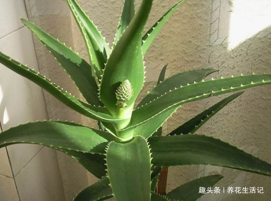 在家中养芦荟，叶子上有病斑，试试以下几种方法，能轻松解决！