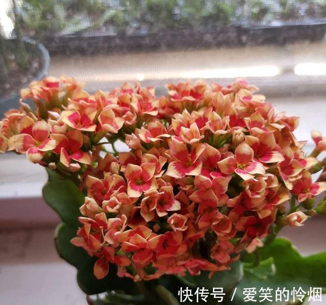 寿花|夏季养长寿花,做到二少一勤,顺利度夏,入秋后疯长开花