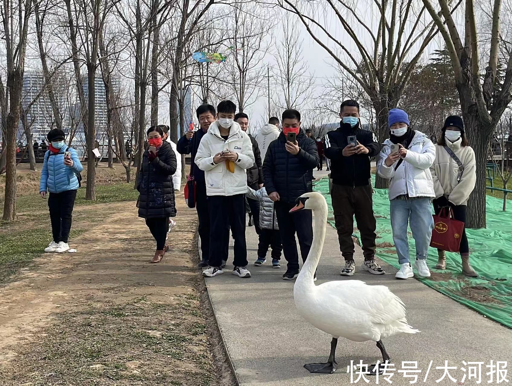 立春日|立春日，郑州北龙湖大天鹅大摇大摆上岸检阅游客，接受注目礼