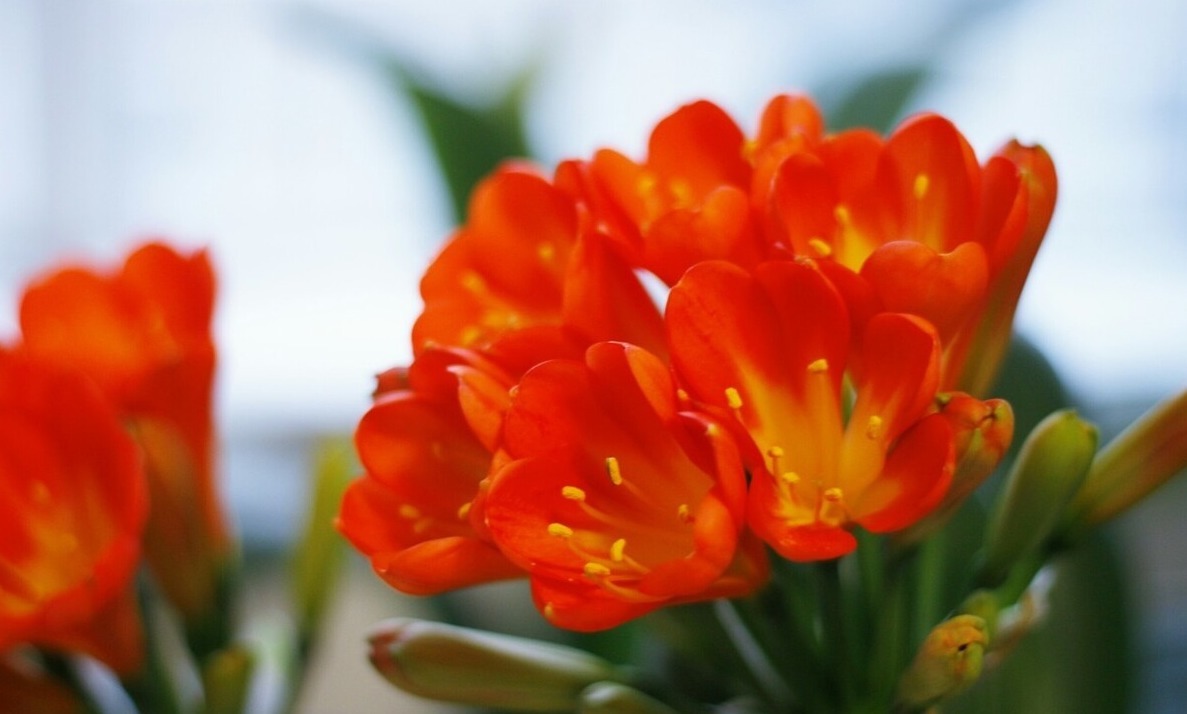 老大爷养君子兰，整整10年，仅靠4种窍门，从幼苗养成富贵花