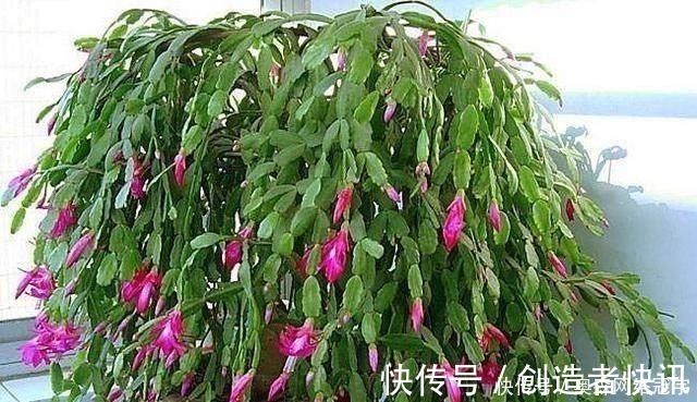 “它”的汁液，对“蟹爪兰”有奇效，一杯“水”一株变数株！