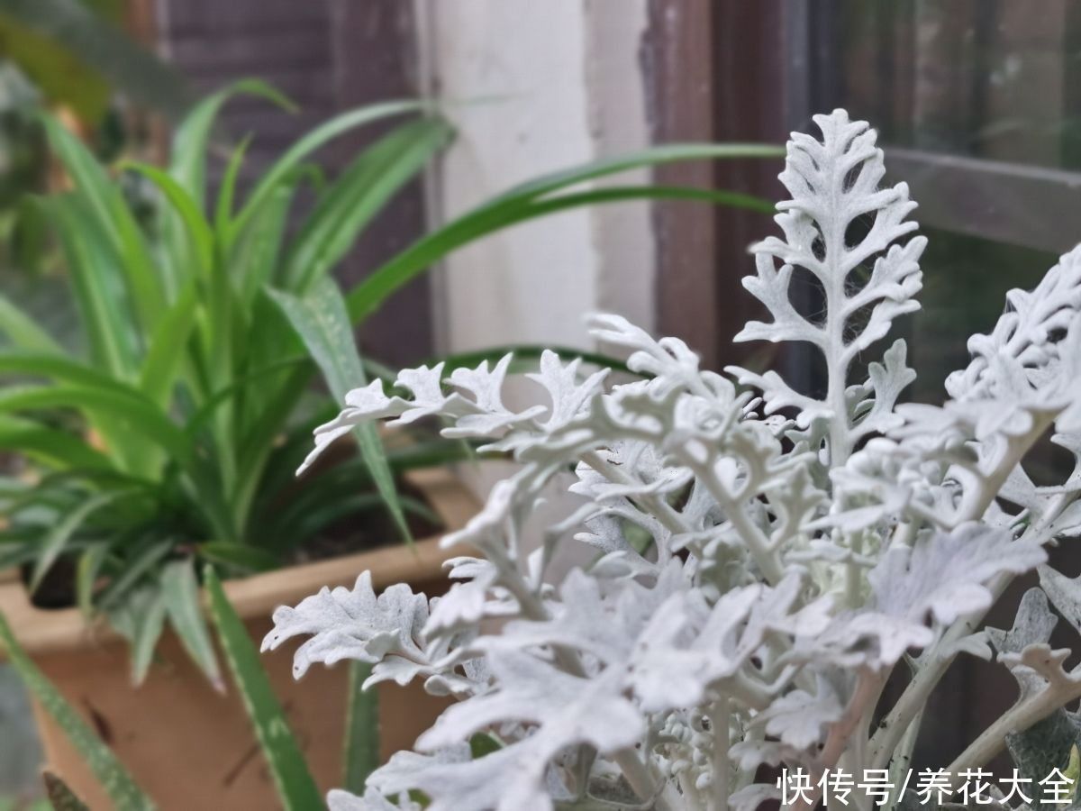 一种花长得像雪花,全身银白色,气质高雅有格调