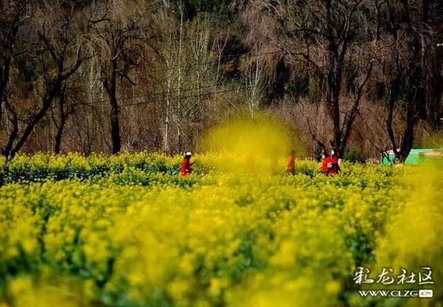 春天已“到货”！安宁万亩油菜花开啦|周末去哪儿 | 老年