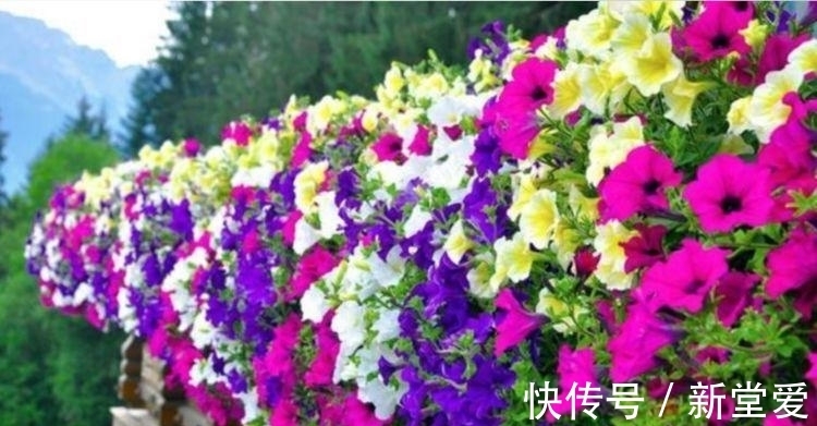 家里就养几种花,耐旱耐晒,财运福运滚滚来,幸福满满,家中必备