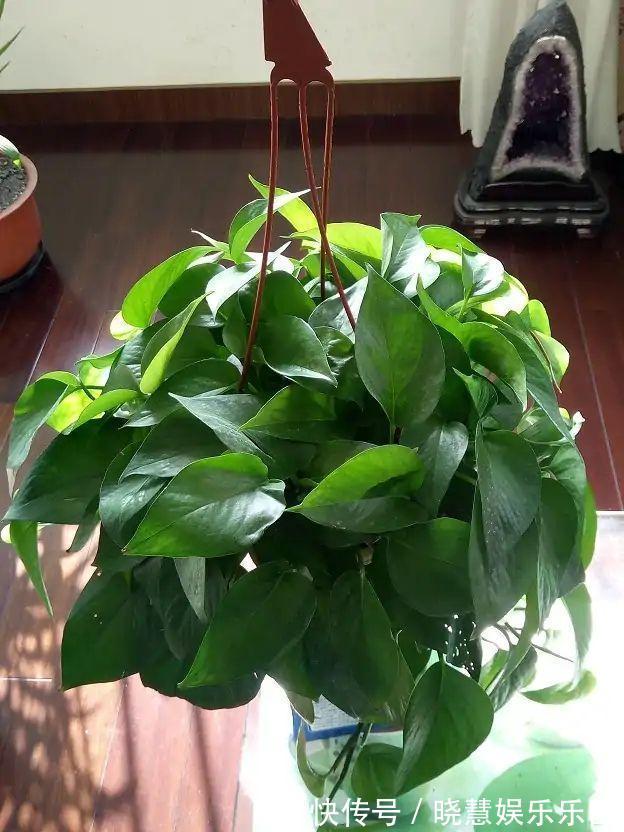 九种“养不死”的花,绿萝只能排最后一名,再养不活只能买假花了