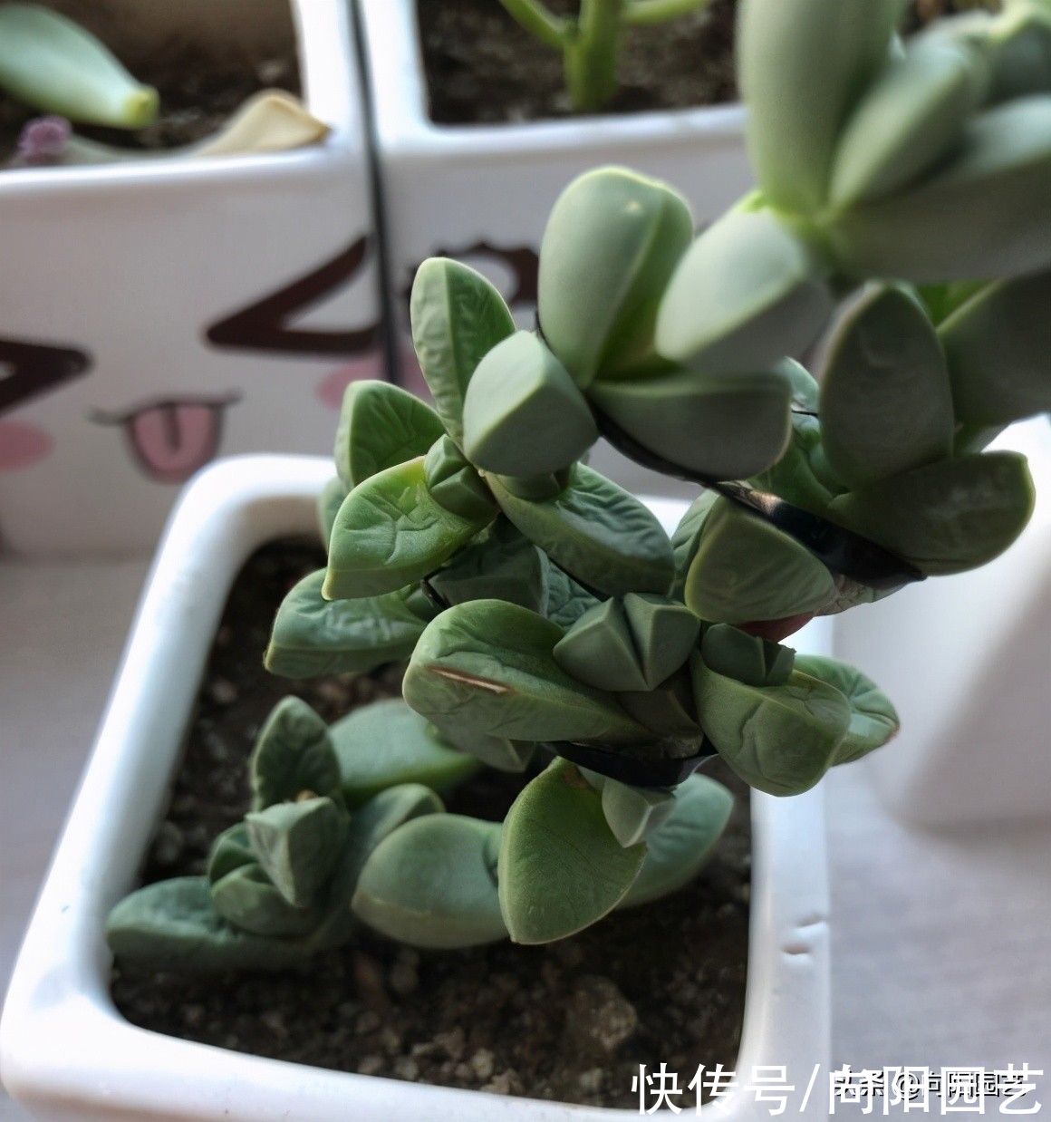 差别|好端端的多肉,到你手里变成绿青菜,环境有差别,多肉会变色