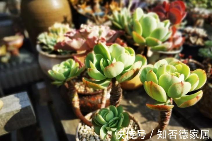 秋季养殖多肉，不管也能上色出状态？错，做好这些才行