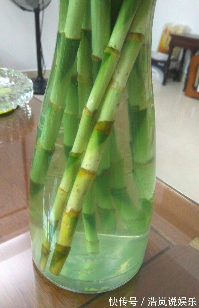 茂盛|水培富贵竹,水里放一点“料”,不黄叶不烂根,油绿茂盛能开花