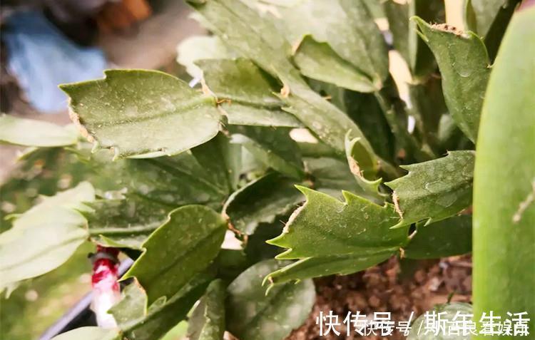 蟹爪兰|蟹爪兰叶子“打焉”，用这个“小方法”，叶片肥厚，长势更旺