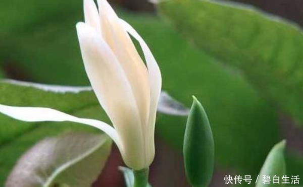 桂花|此花“再懒”的人也能养,一开就是大半年,没想到比桂花还要香