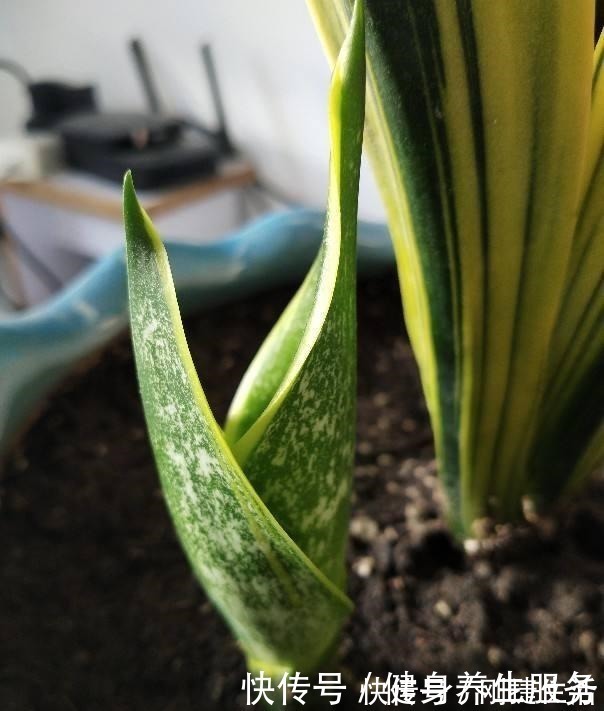 养护|4种花太好养,沾土就能活,新手也能养爆盆!