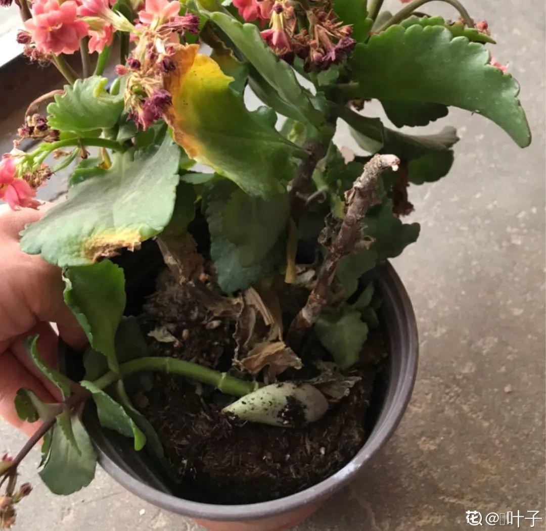 叶子|20种花，天凉了赶紧剪，来年开花有多又艳！