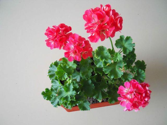 天竺葵神奇的“一劈”,给予适量的水,温度,不几天就能生根成活