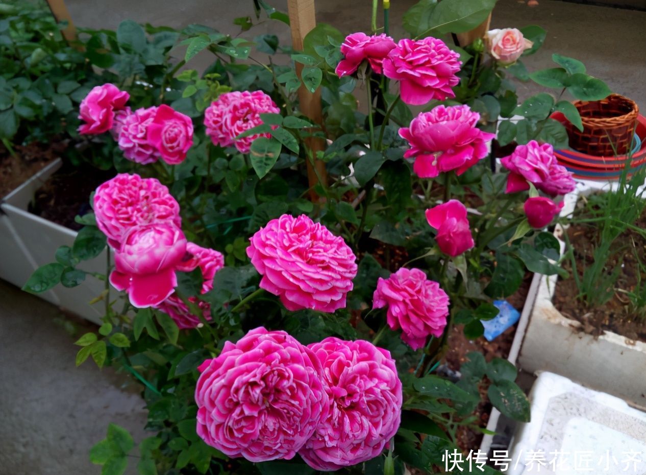 月季为什么有盲芽呢？产生的原因有2个，早知道，早预防，开花棒