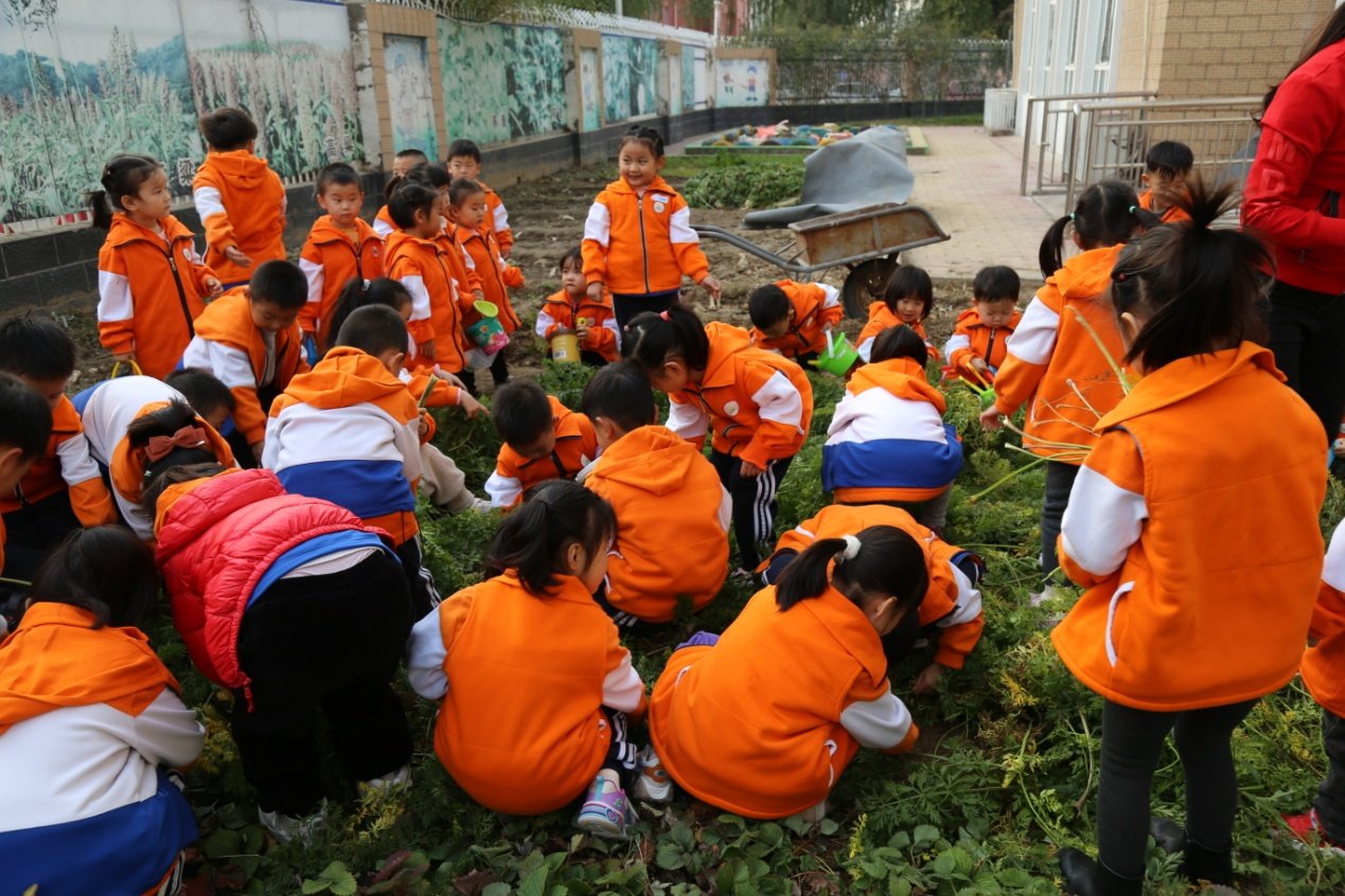 胡萝卜|河间市第一幼儿园：“拔萝卜”现场撒下几多欢声笑语