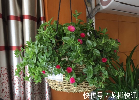 4种容易爆盆的花,吊起来养更合适,开花非常美