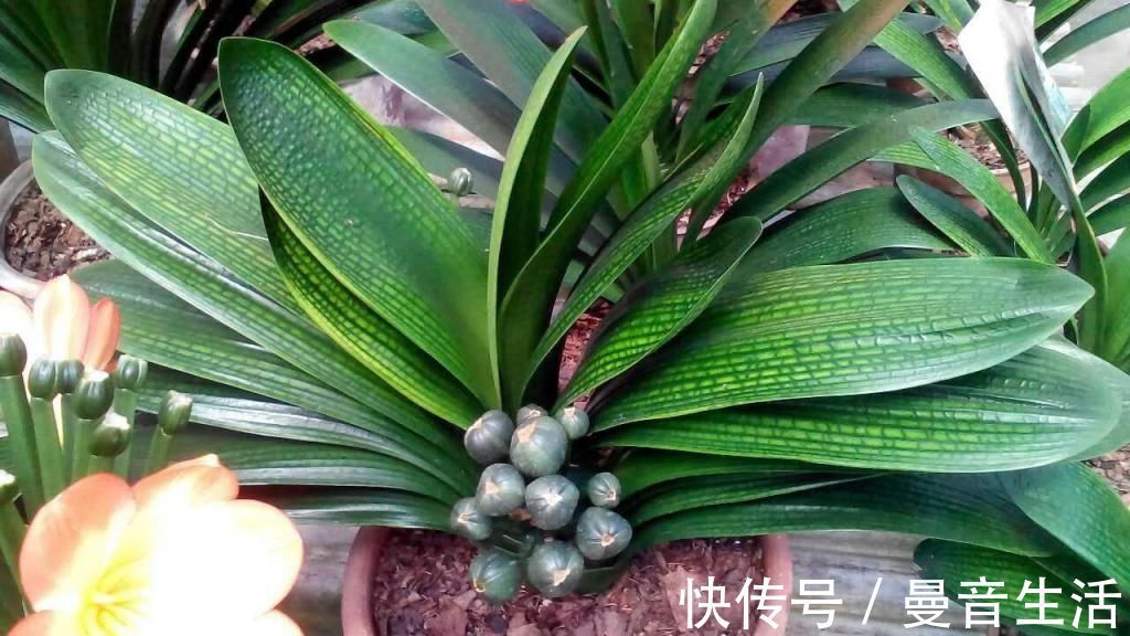 君子兰土壤换成它,年年花开满盆,叶子绿油油!