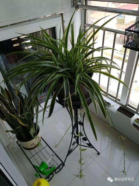 花友|用好3招，吊兰马上抽条长新叶，还呼呼开花！
