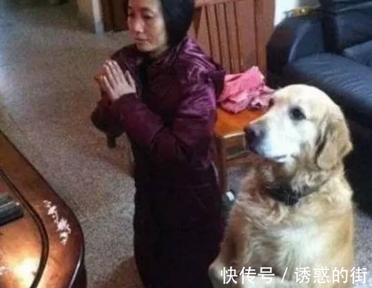 |搞笑图片幽默段子笑话:狗狗你跟主人学拜佛呢,还有模有样的啊