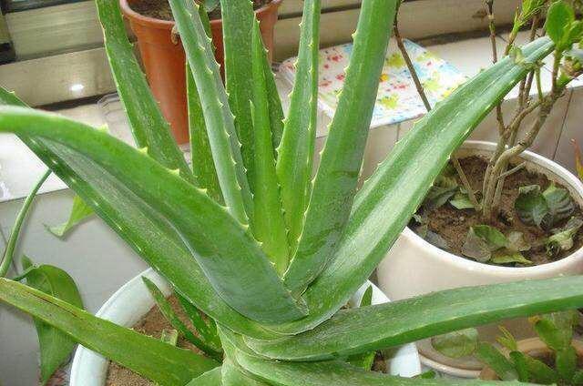 盆栽|夏季养芦荟,比起光照浇水,有“一点”更重要,侧芽多、长爆盆!