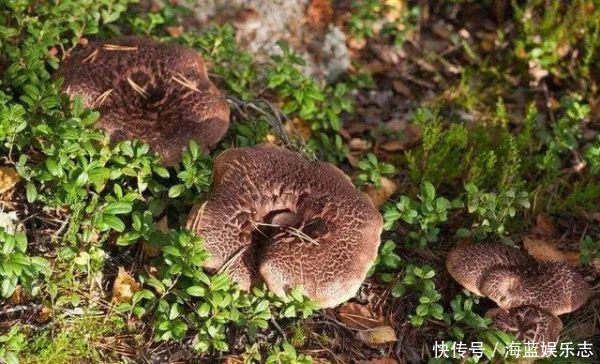 十大名贵山珍,第一比黄金还贵,第十是道家常菜,有你家乡的吗