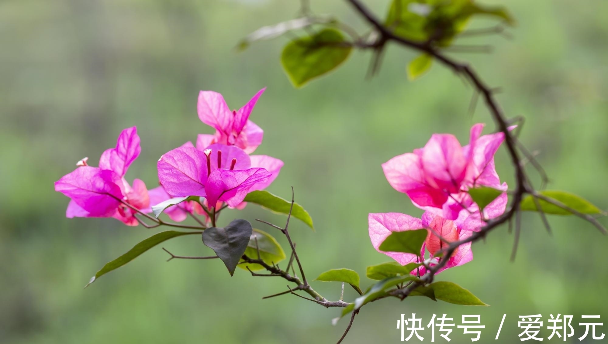 花友们|想要三角梅安全过冬，浇水最关键，正确的浇水方式你知道吗？