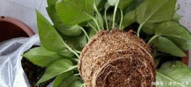 植物换盆后不易养活?老花农教你一招,换盆后蹭蹭疯长