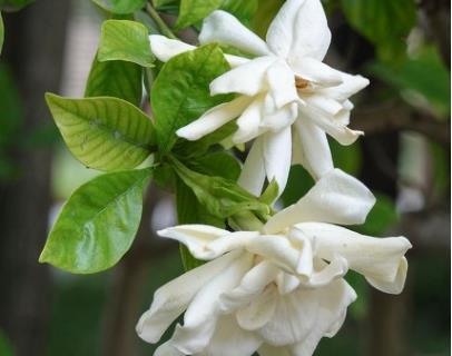 茉莉花|6种北方不适合养的花卉,技术不到位容易死,非高手就不要考虑了