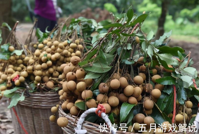 保存龙眼，最好别放冰箱，教你2种好方法，保存时间长，好吃解馋