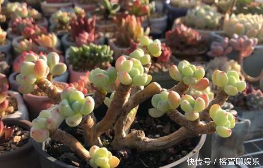肥厚|想让多肉出状态,从“2方面”下手,根壮叶肥,越长越美