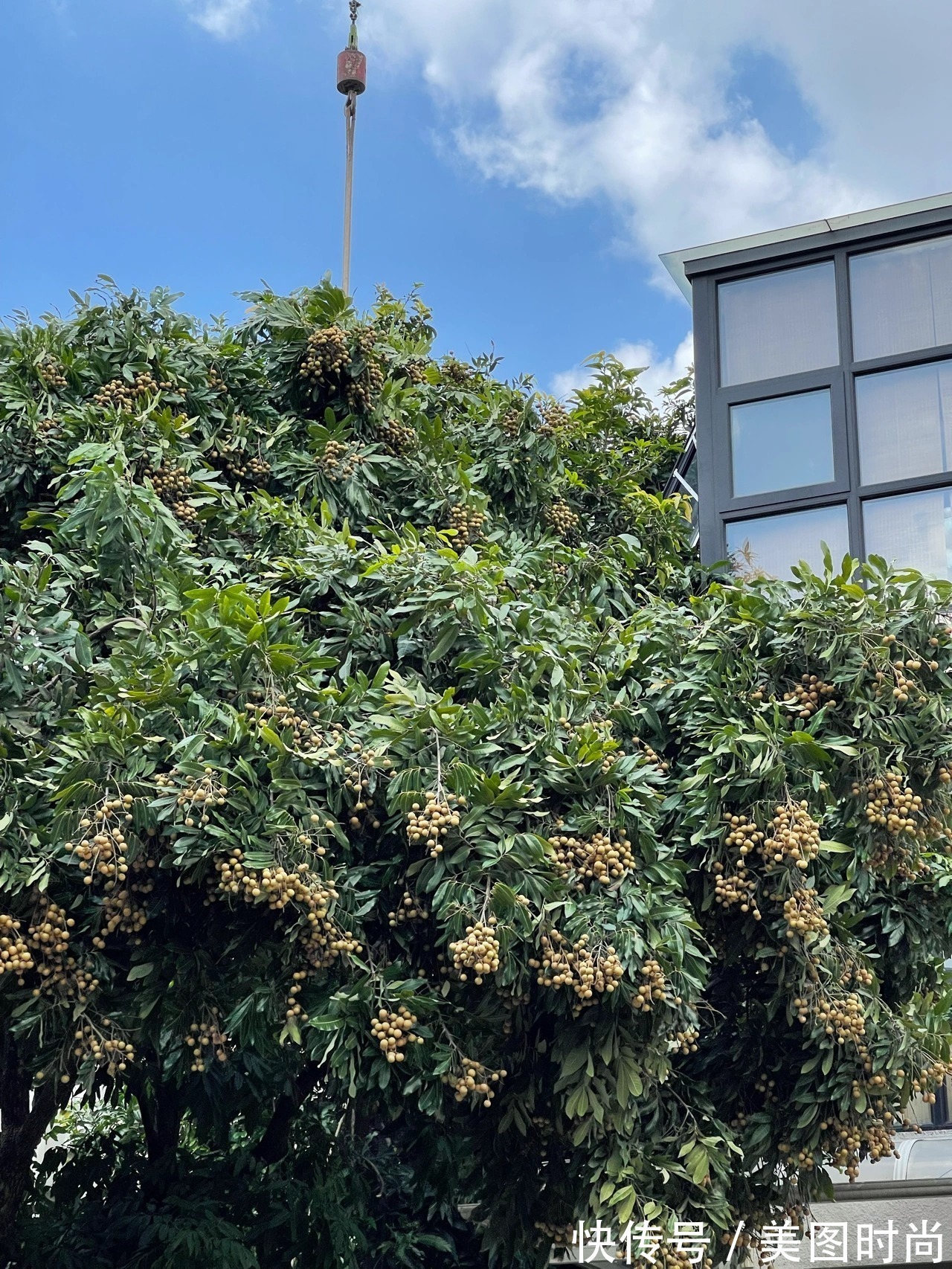 预算8万，改造170㎡别墅“沙漠植物懒人花园”，太好看了