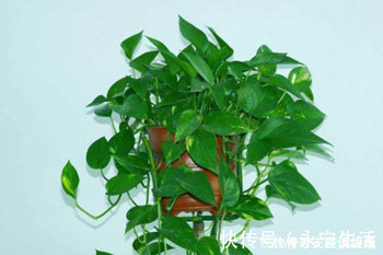 盆栽|这几种盆栽不花钱白送你都别要，尤其是第二种，到时候扔就晚了！