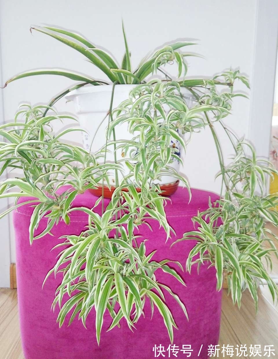 茶花|最近1个月,5种花赶紧“扦插”,生根快、长得旺,错过等明年