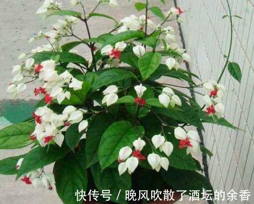 养花施肥不懂！摸清这3知识点，保证盆栽用对肥得到最佳效果