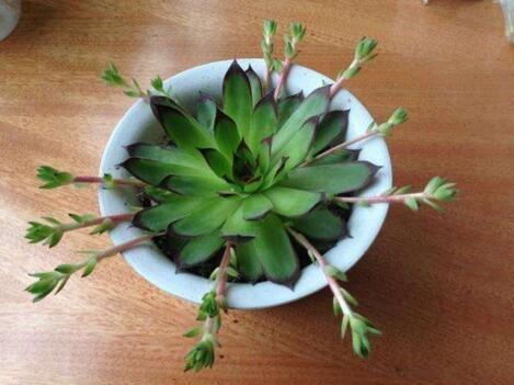 浇水|养“观音莲”,摘心之后,加点“料”,小观音莲层出不穷,易爆盆